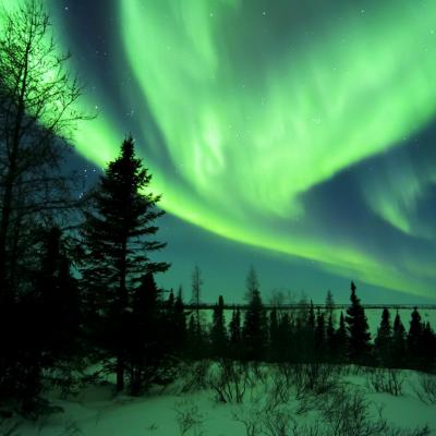 Aurora Lights Red Leaf